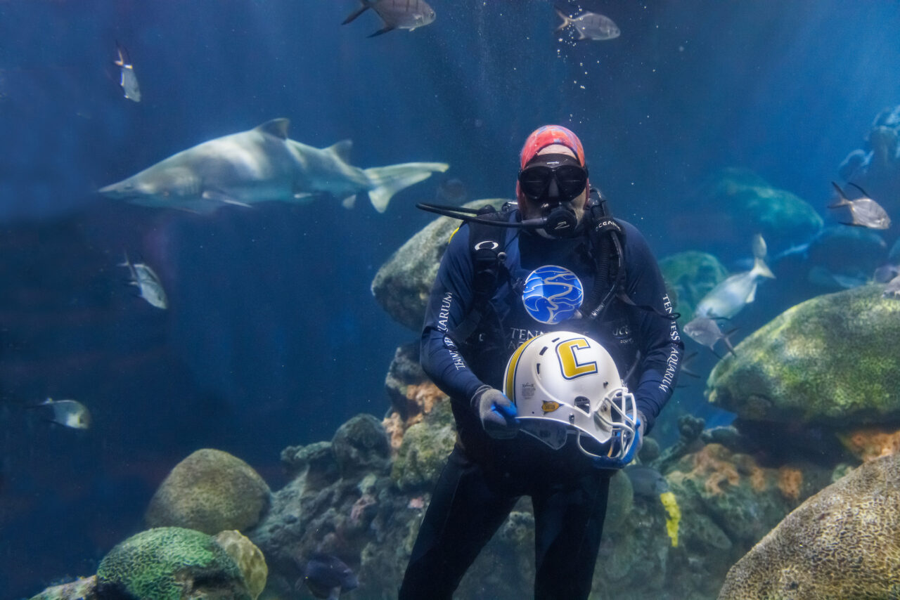 Volunteer diver Jimmy Lowrey holds a University of Tennessee at Chattanooga football helmet in the Secret Reef at the Tennessee Aquarium.