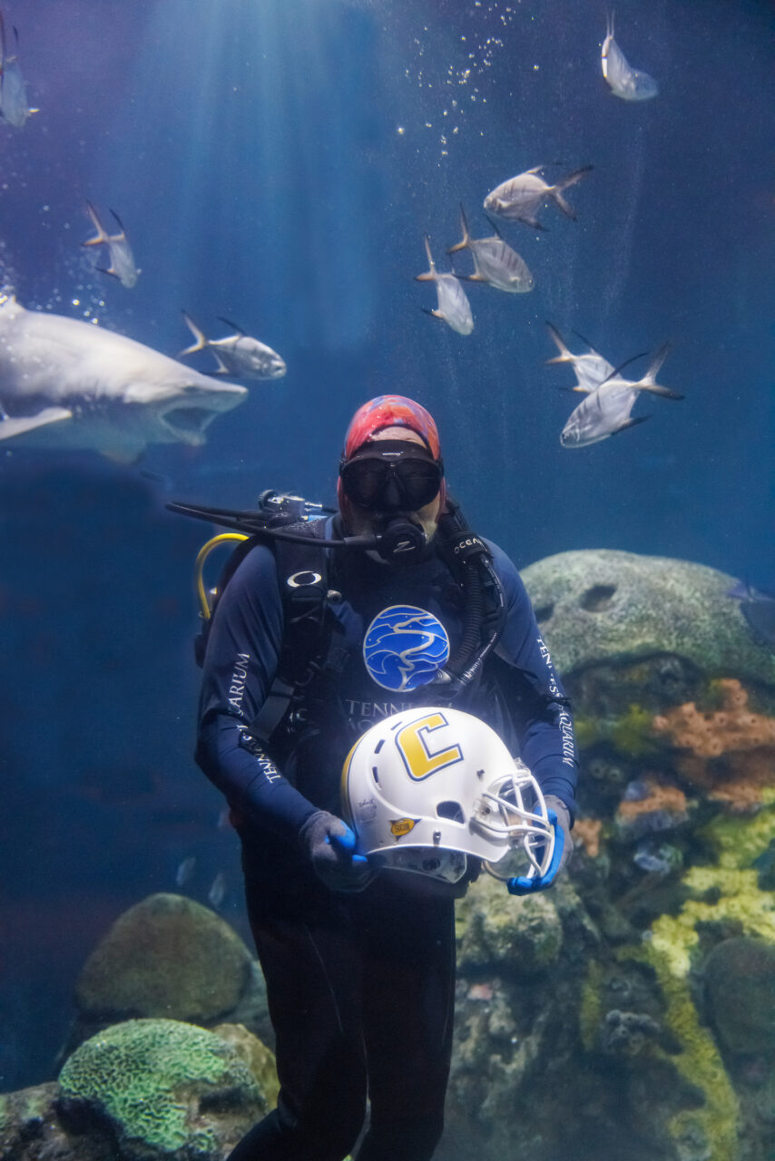 Volunteer diver Jimmy Lowrey holds a University of Tennessee at Chattanooga football helmet in the Secret Reef at the Tennessee Aquarium.
