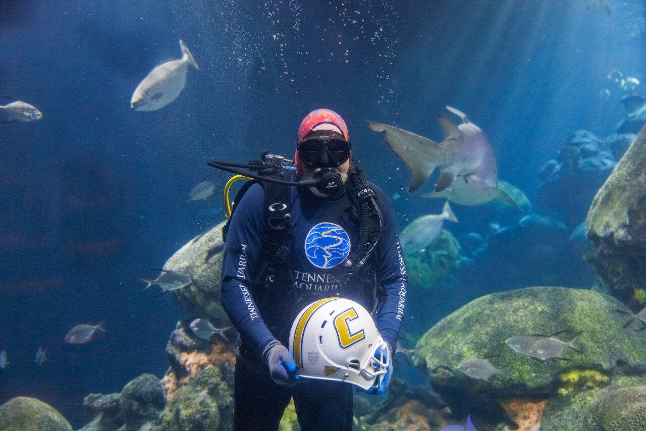 Volunteer diver Jimmy Lowrey holds a University of Tennessee at Chattanooga football helmet in the Secret Reef at the Tennessee Aquarium.