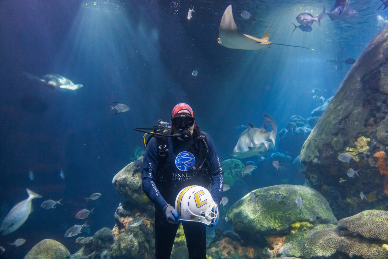 Volunteer diver Jimmy Lowrey holds a University of Tennessee at Chattanooga football helmet in the Secret Reef at the Tennessee Aquarium.