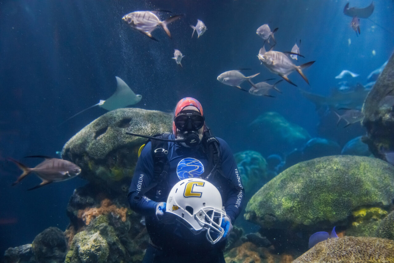 Volunteer diver Jimmy Lowrey holds a University of Tennessee at Chattanooga football helmet in the Secret Reef at the Tennessee Aquarium.