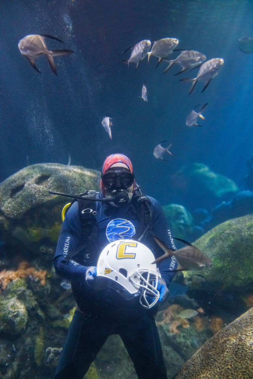 Volunteer diver Jimmy Lowrey holds a University of Tennessee at Chattanooga football helmet in the Secret Reef at the Tennessee Aquarium.