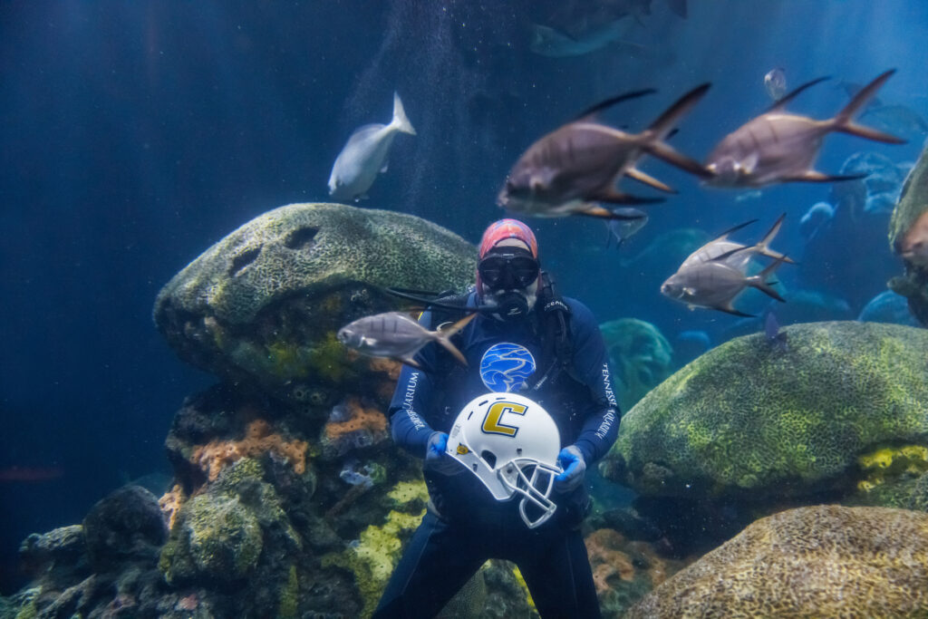 Volunteer diver Jimmy Lowrey holds a University of Tennessee at Chattanooga football helmet in the Secret Reef at the Tennessee Aquarium. Photo courtesy of Doug Strickland/Tennessee Aquarium.