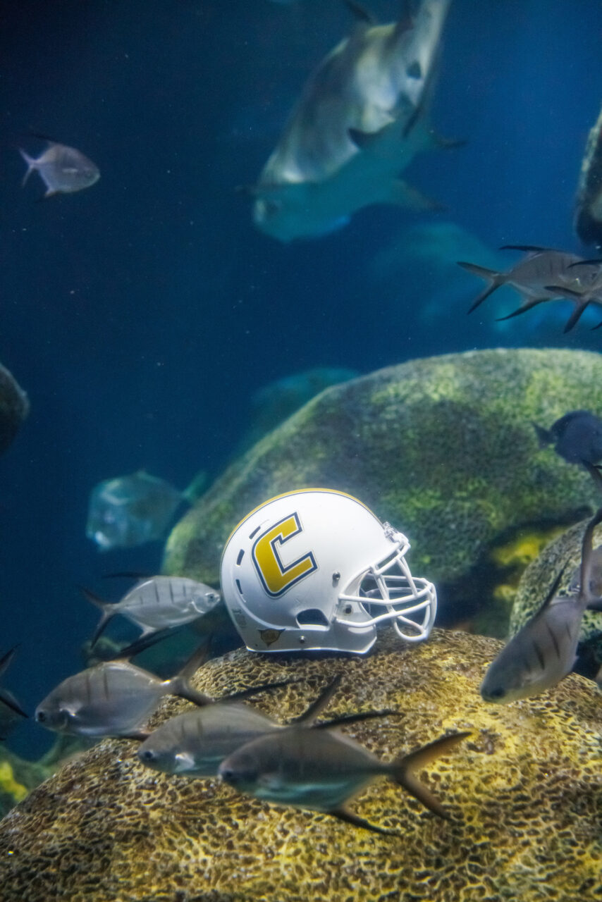A University of Tennessee at Chattanooga football helmet in the Secret Reef at the Tennessee Aquarium.
