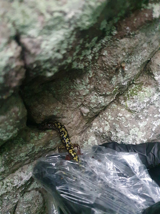 A green salamander