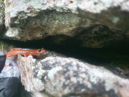 Not all salamanders live near streams and creeks.