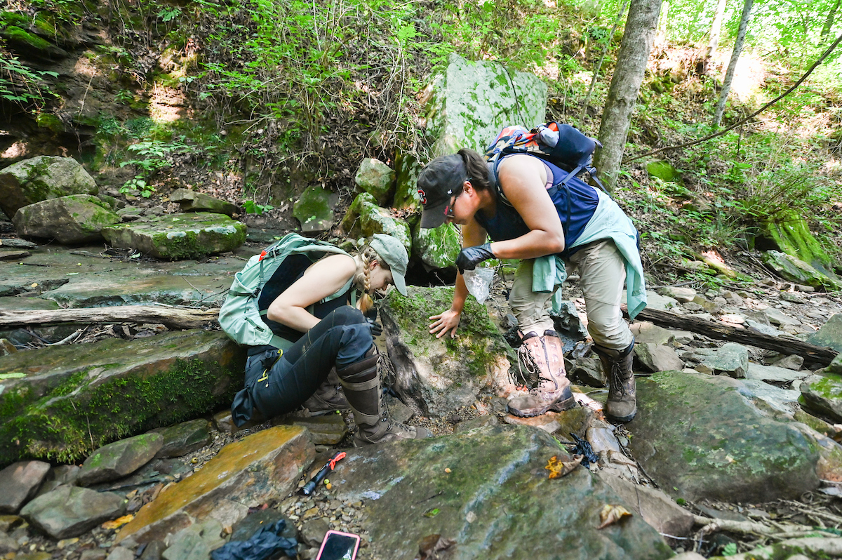 Erin Gaylor and Nicole Cobb search under rocks and boulders for salamanders.
