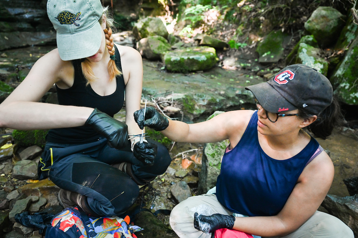 Nicole Cobb uses a swab One to collect samples of the protective mucus on salamanders' skin that will be used to test for chytrid, a fungus that's killing amphibians worldwide.