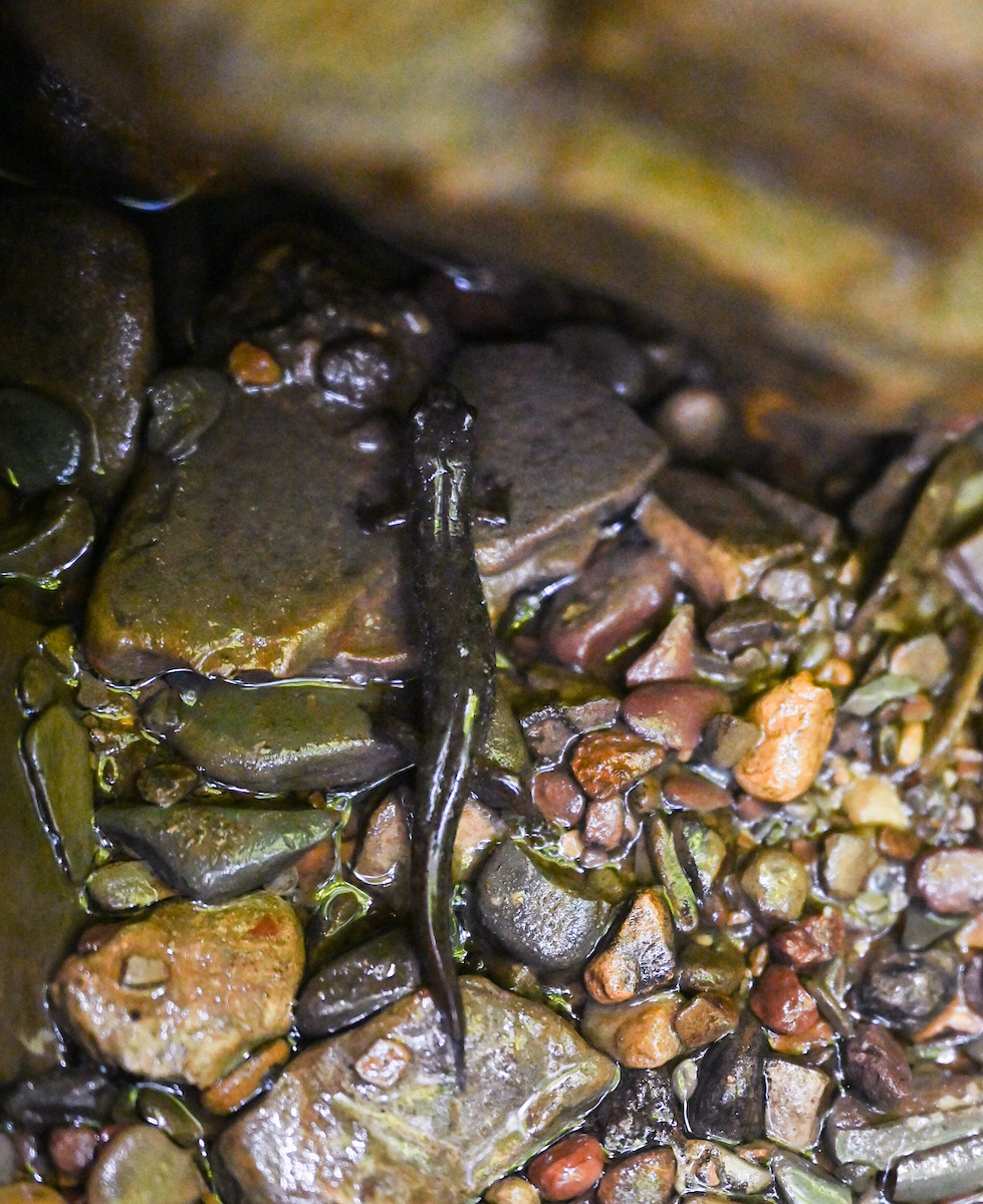 The salamanders Erin Gaylord and Nicole Cobb are researching live in damp places, not the water and mud around creeks and streams.