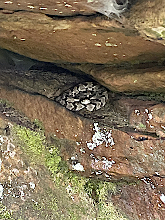Coming across timber rattlesnakes and other snakes is one of the unexpected "pleasures" of research in the woods.
