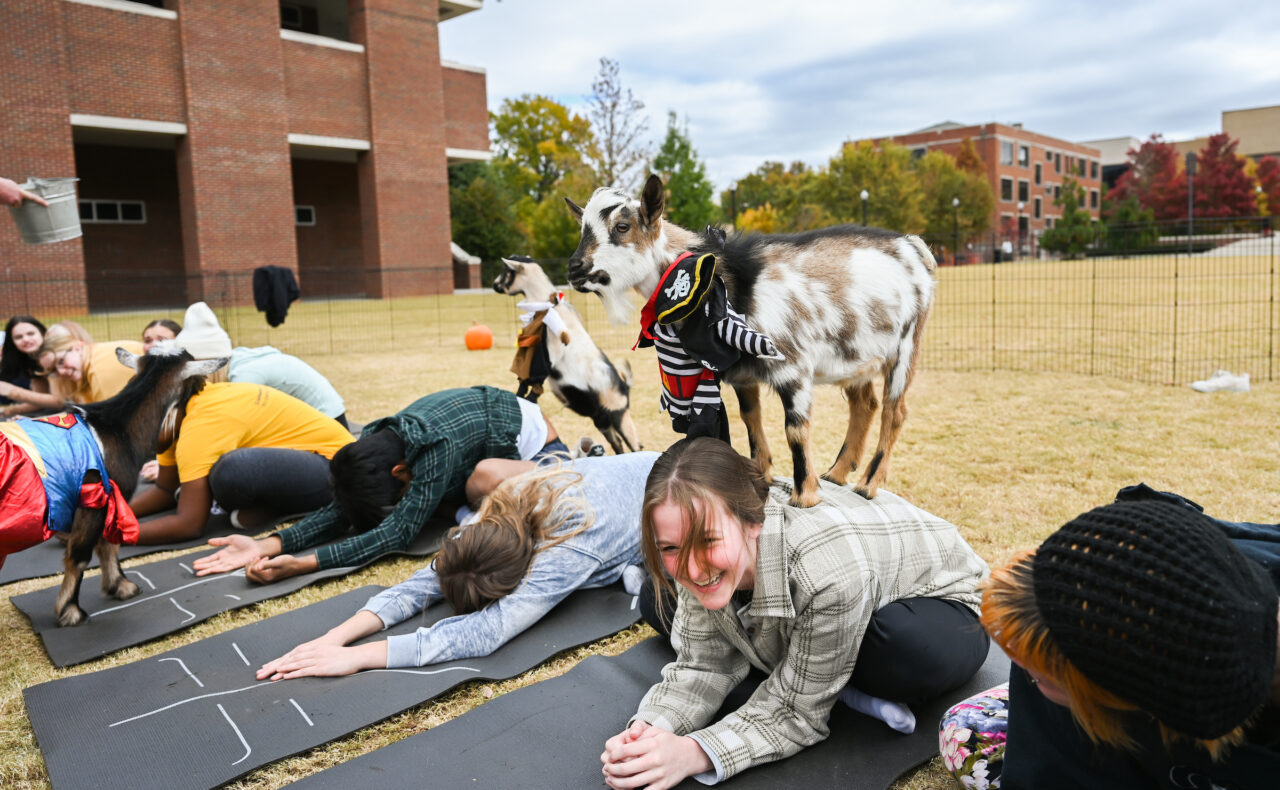 Halloween Goat Yoga class, Wednesday, Oct. 26, 2022 on Chamberlain Field.