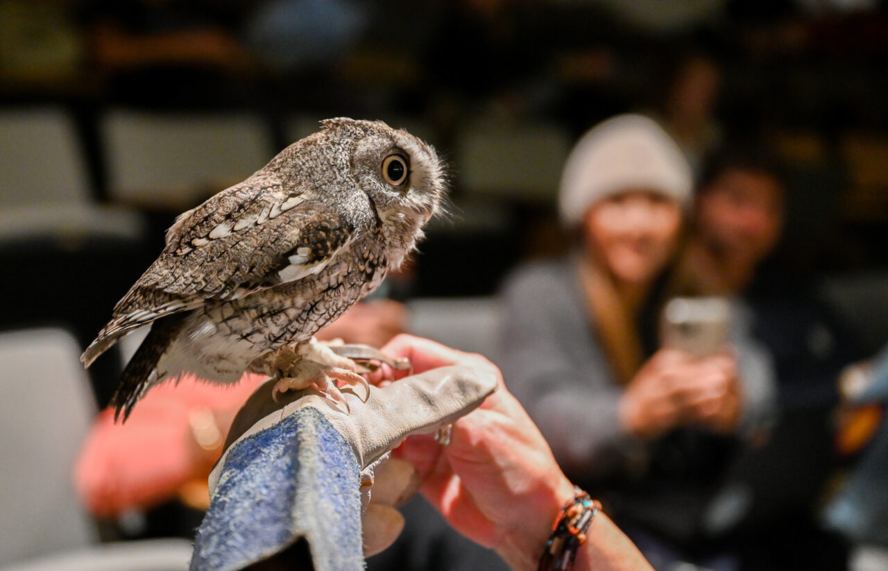 Birds of Prey show, Friday, Oct. 28, 2022 in the Benwood Auditorium.