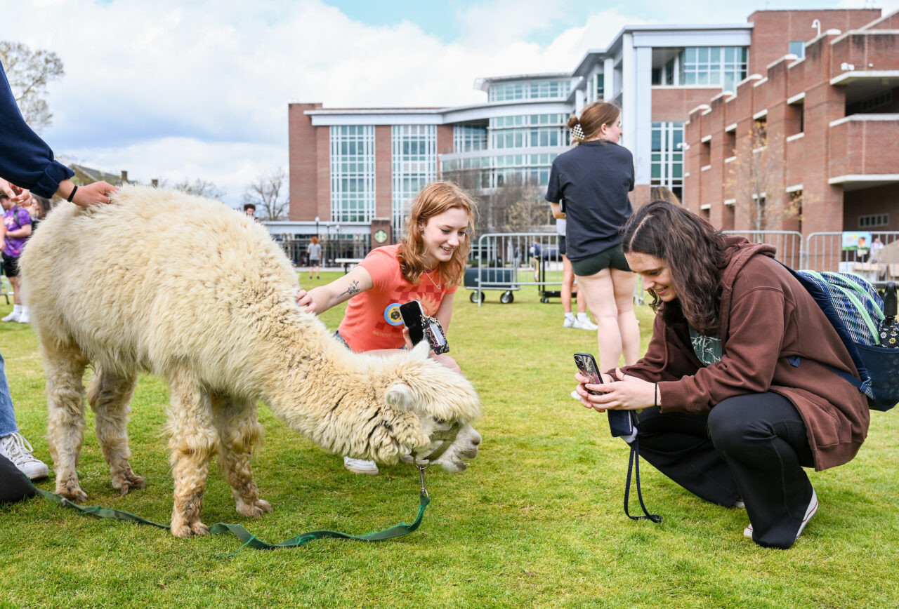 An I Love UTC "zooTC" petting zoo brought an alpaca and other Bagby's Critter Corral animals to campus. Photo by Angela Foster.