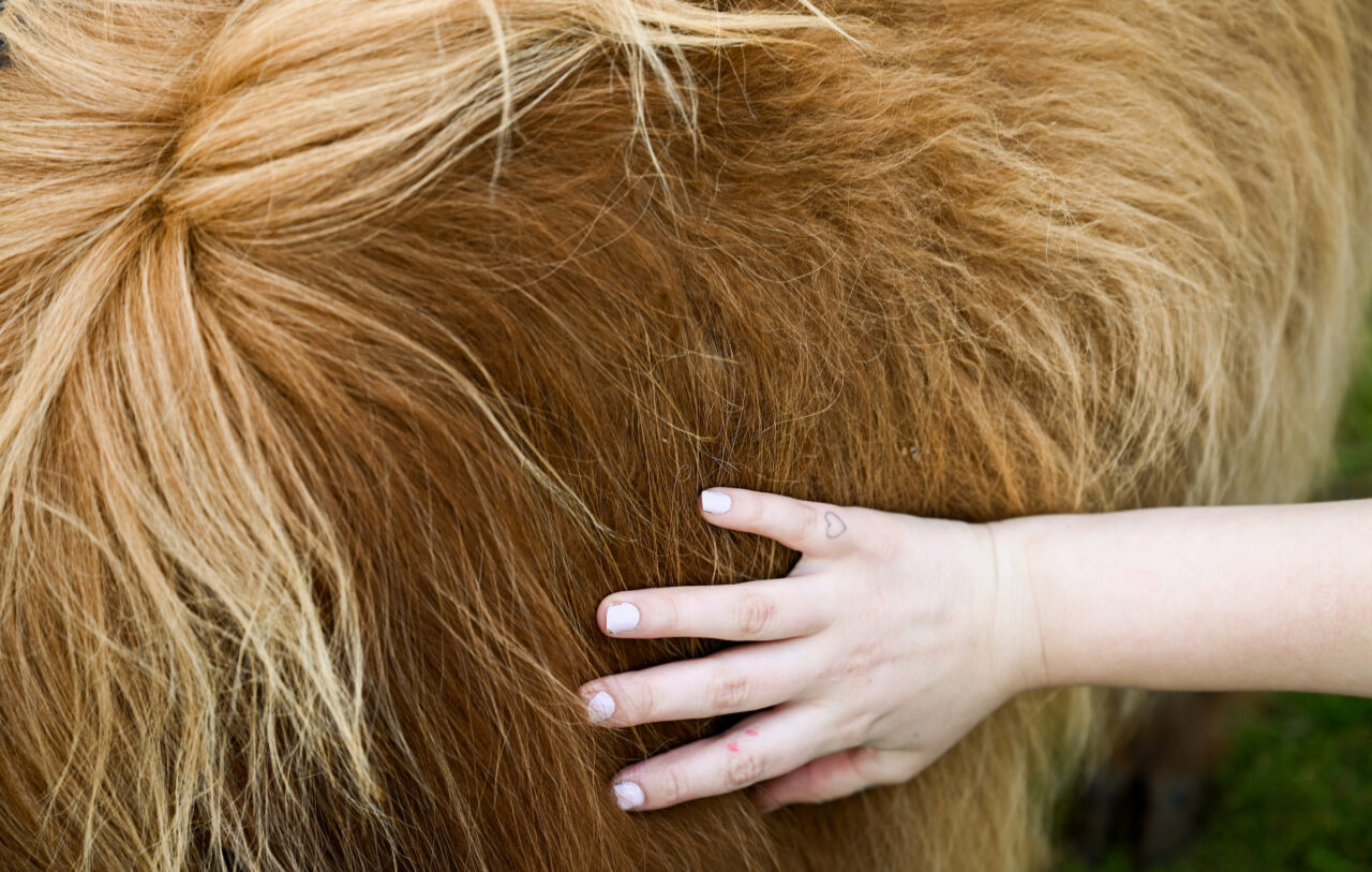 Petting Zoo, Friday, March 24, 2023 on Chamberlain Field