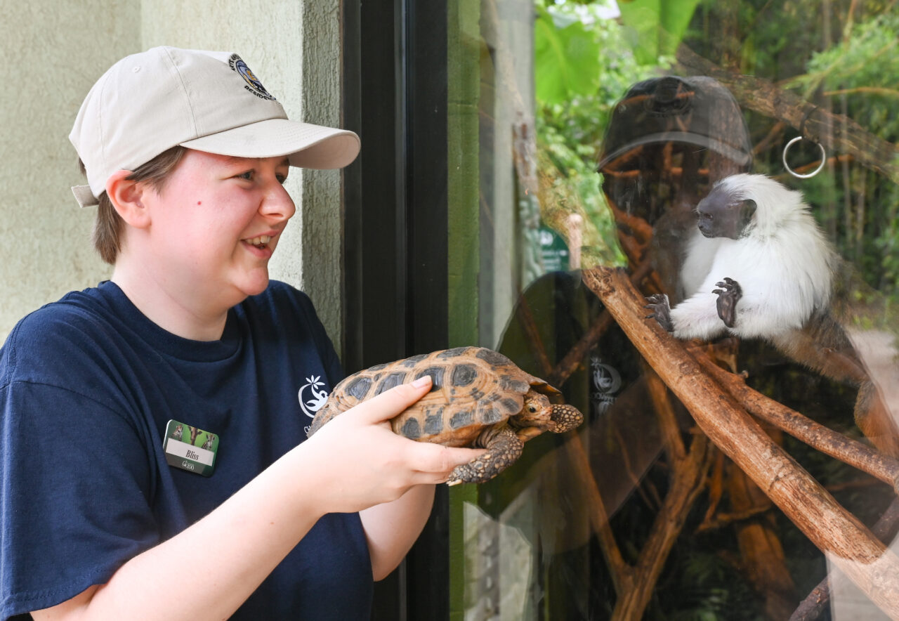Rising sophomore Bliss Murphy, majoring in environmental science, has been working with turtles and other species this summer as a Chattanooga Zoo volunteer. Photo by Angela Foster.