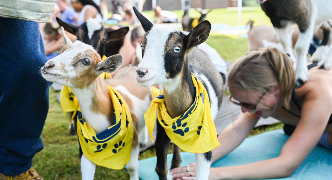 Goat Yoga, Wednesday, Aug. 23, 2023 on Chamberlain Field.