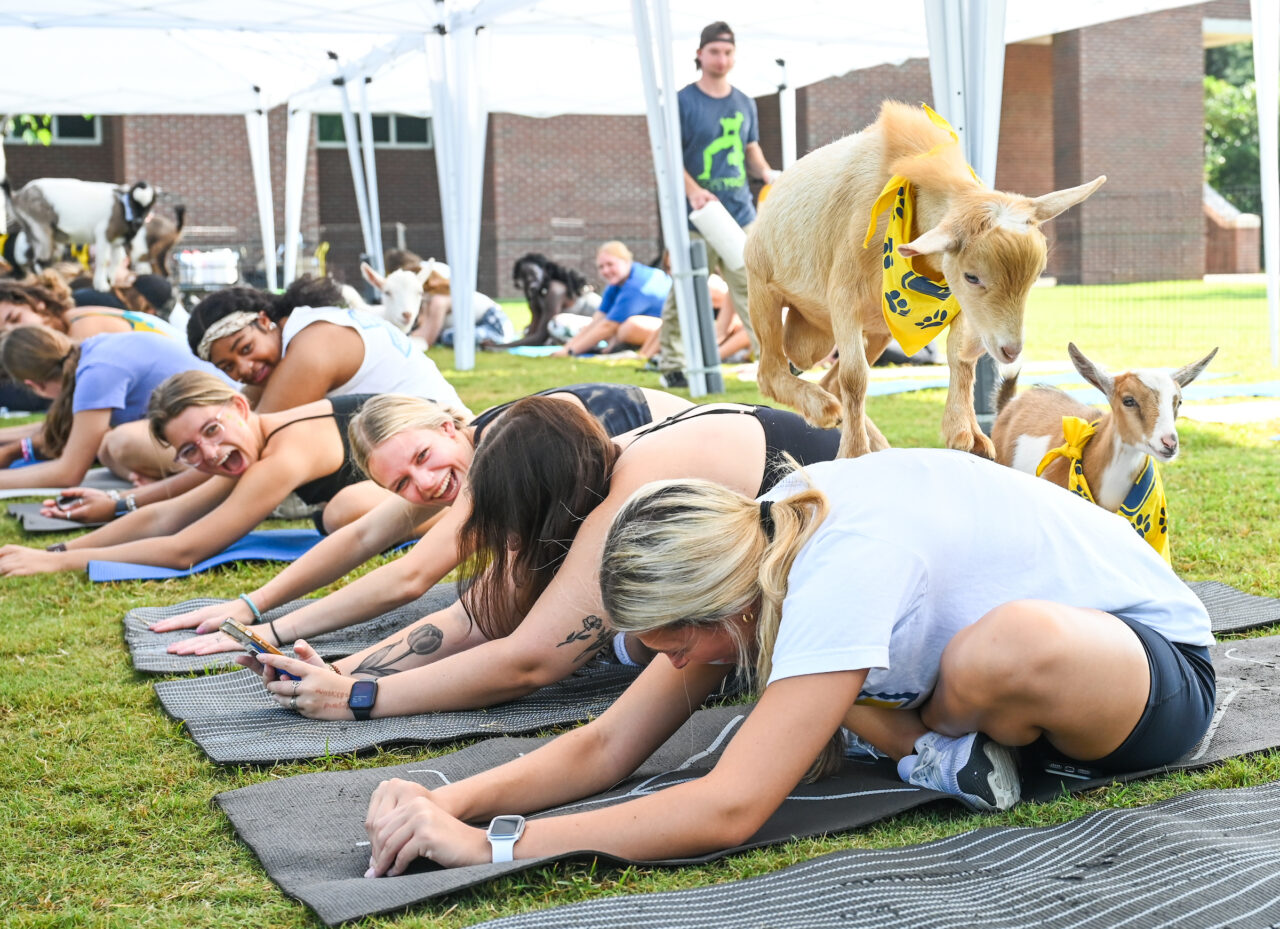 Goat Yoga, Wednesday, Aug. 23, 2023 on Chamberlain Field.