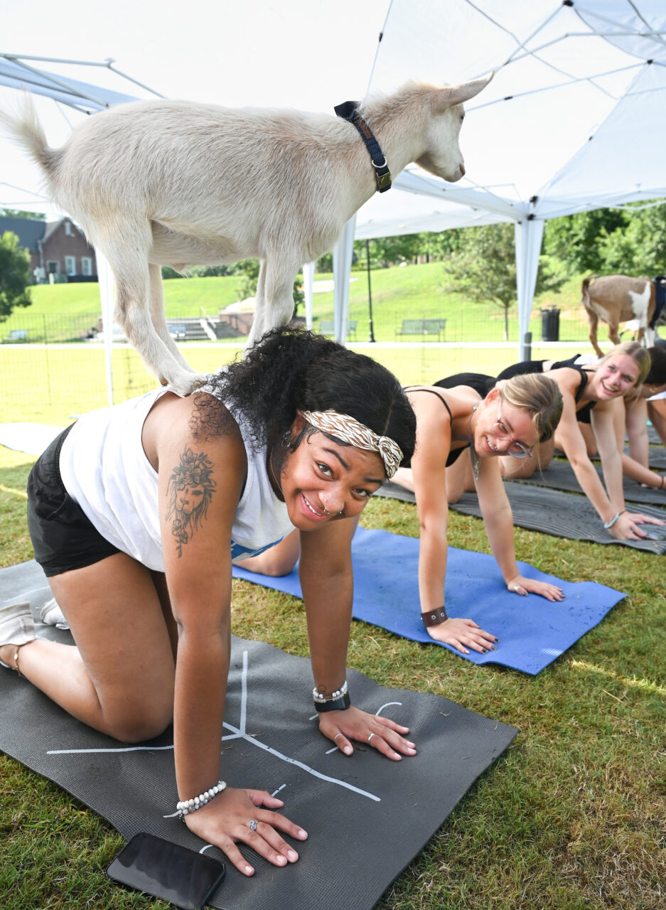 Goat Yoga, Wednesday, Aug. 23, 2023 on Chamberlain Field.