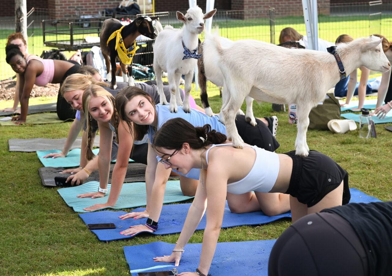 Goat Yoga, Wednesday, Aug. 23, 2023 on Chamberlain Field.