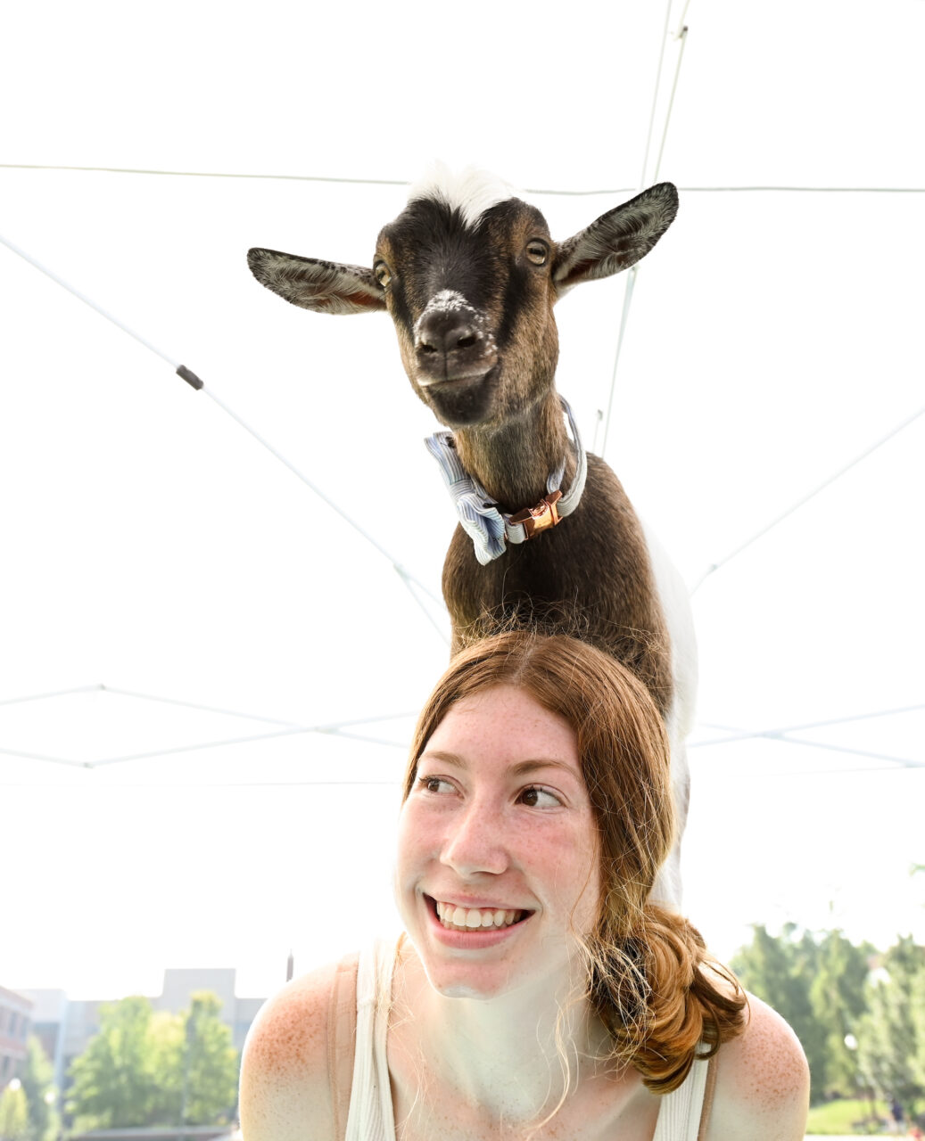 Goat Yoga, Wednesday, Aug. 23, 2023 on Chamberlain Field.