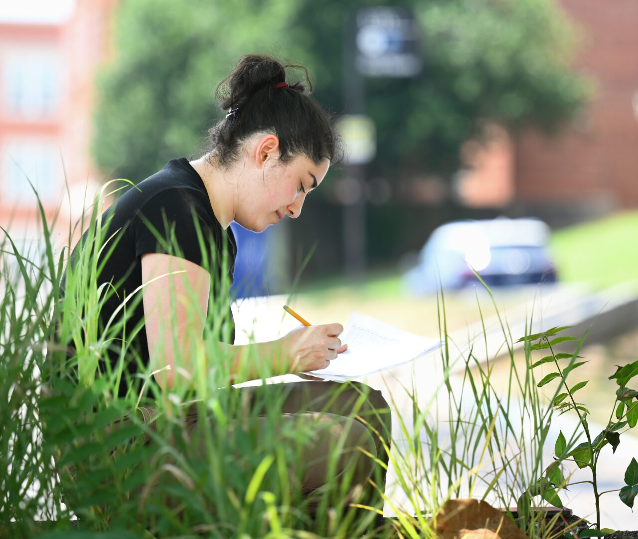 Ant Biodiversity Assessment-23-