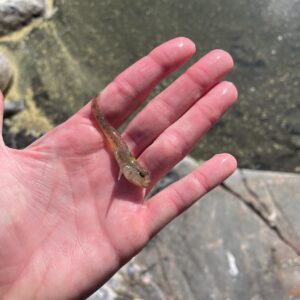 Sand goby on hand