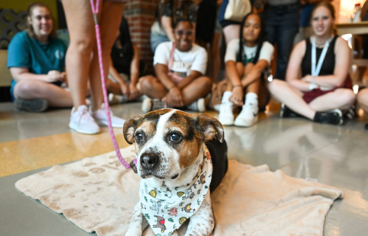 Therapy dog Lizzie visits students Tuesday, Aug. 22, 2023 in the library.