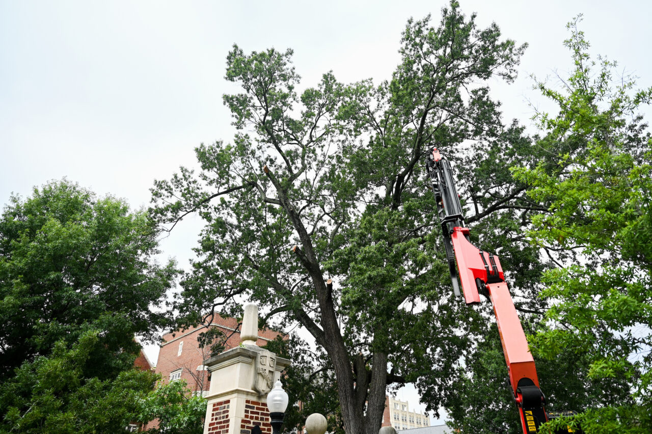 Tree Removal-23