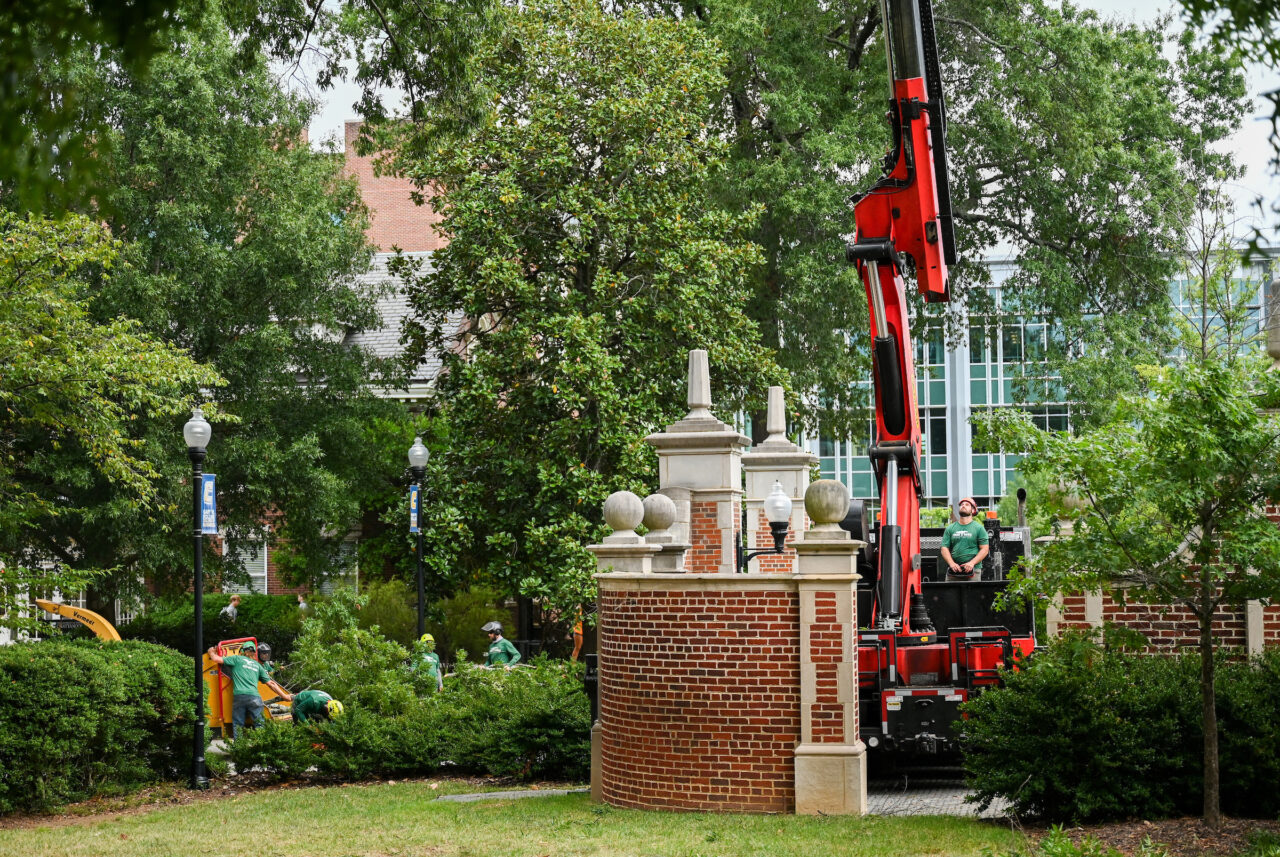 Tree Removal-23