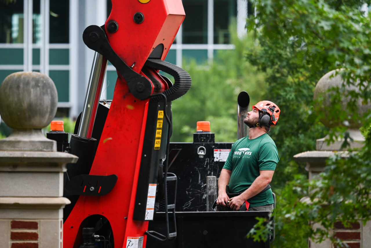 Tree Removal-23