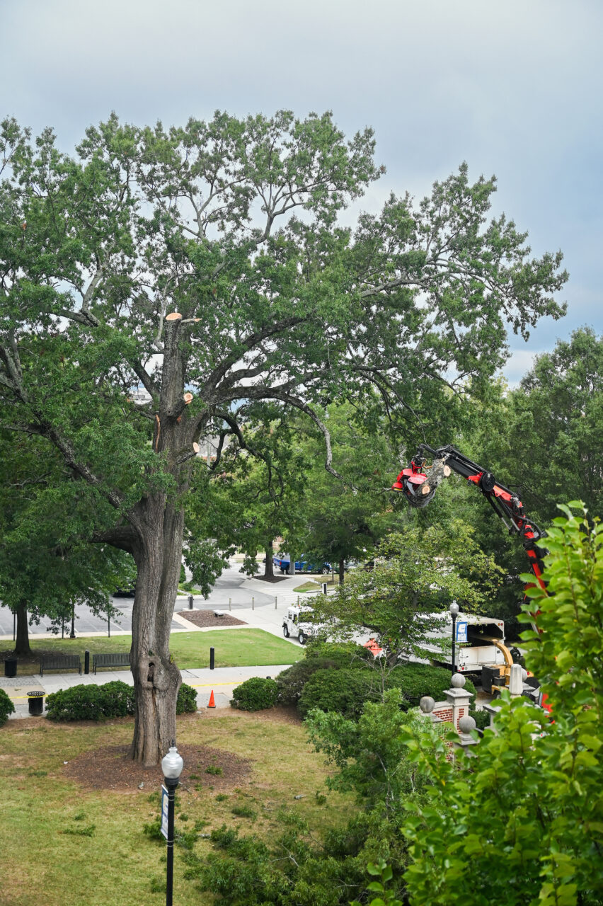 Tree Removal-23