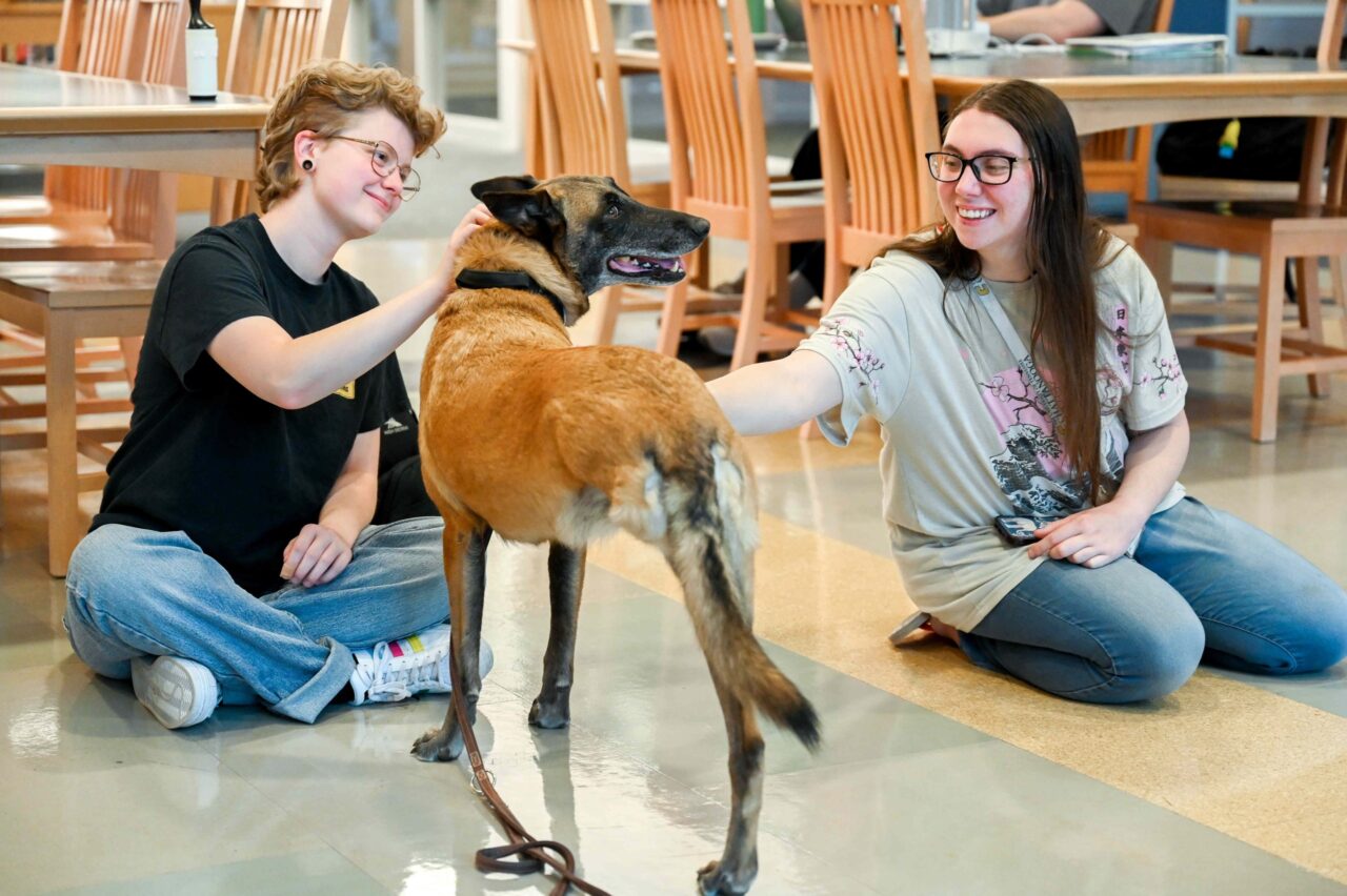Therapy Dog-24-1131