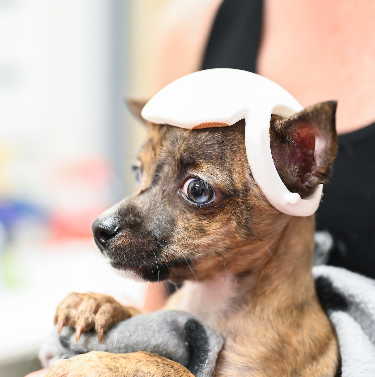 Trevor Elliott and Connor Mackey work Monday, July 15, 2024 to try out 3-D printed helmets for a puppy at the Humane Educational Society.