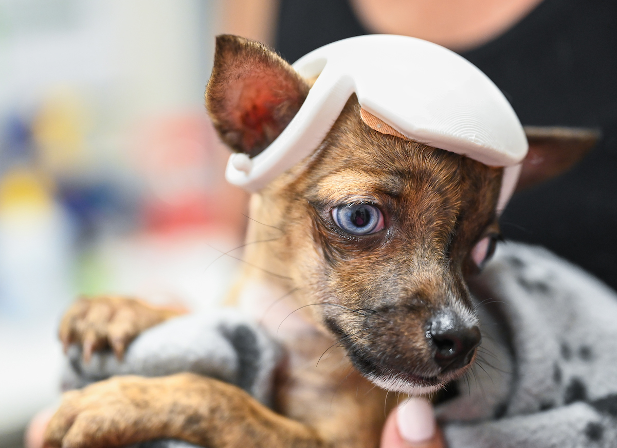 Trevor Elliott and Connor Mackey work Monday, July 15, 2024 to try out 3-D printed helmets for a puppy at the Humane Educational Society.