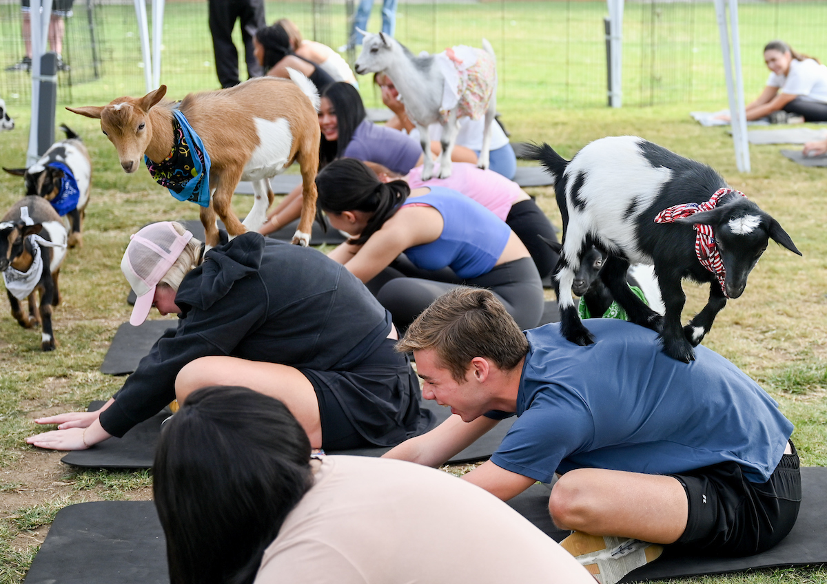 Goat Yoga Welcome Week event, Wednesday, Aug. 21, 2024
