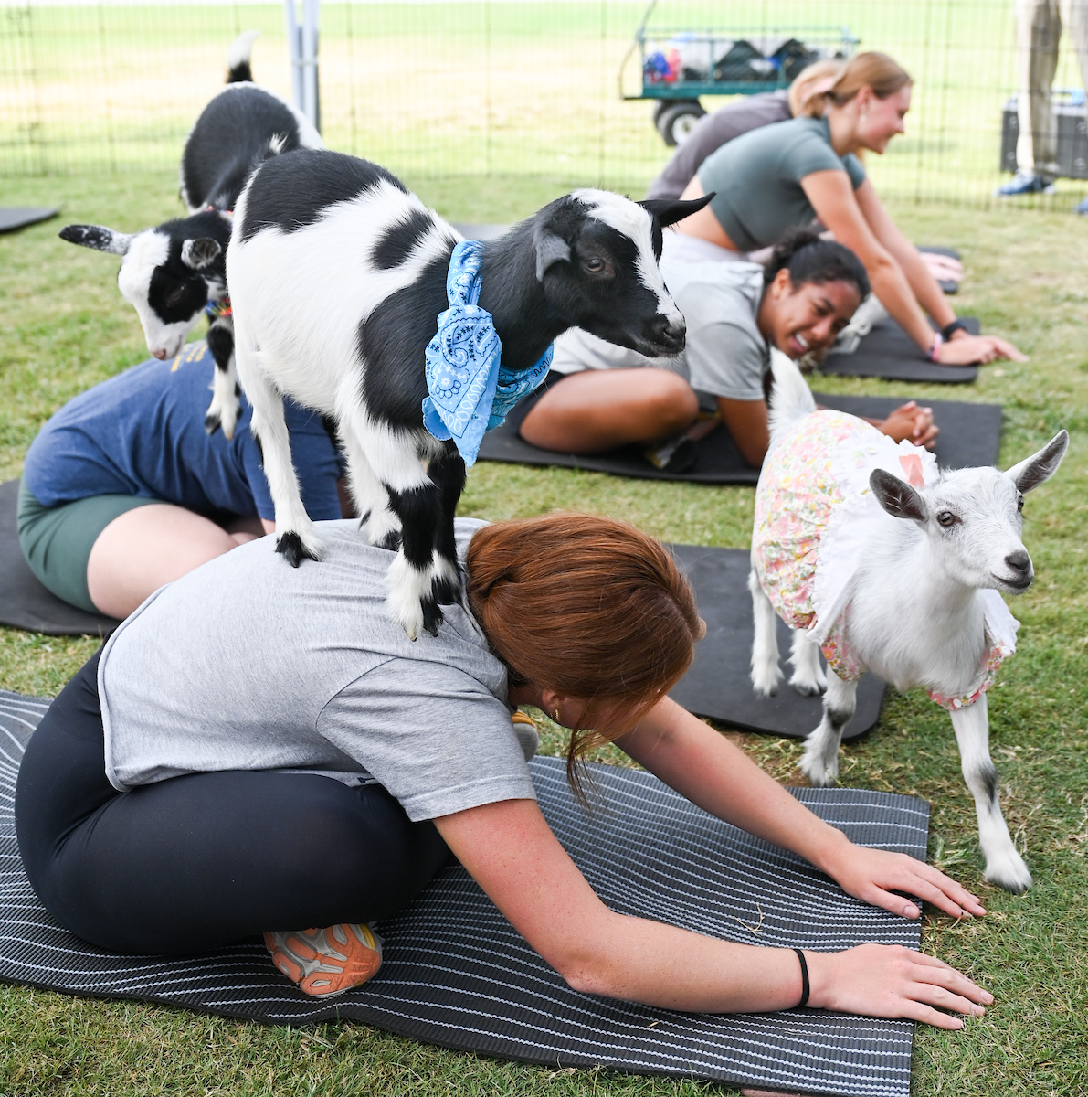 Goat Yoga Welcome Week event, Wednesday, Aug. 21, 2024