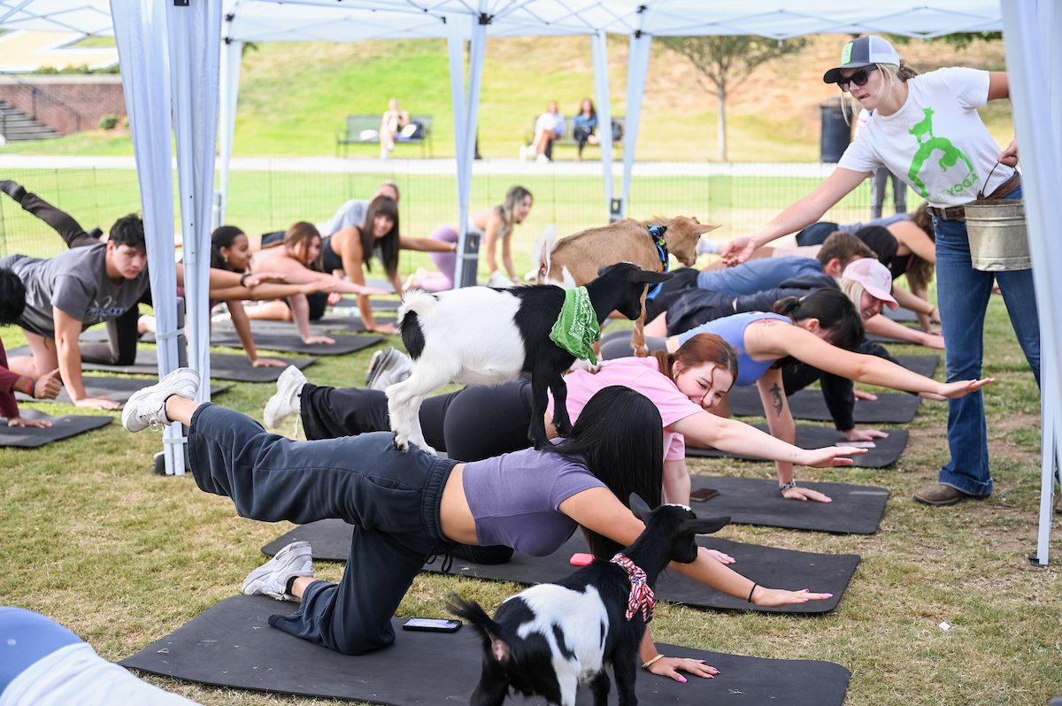 Goat Yoga Welcome Week event, Wednesday, Aug. 21, 2024