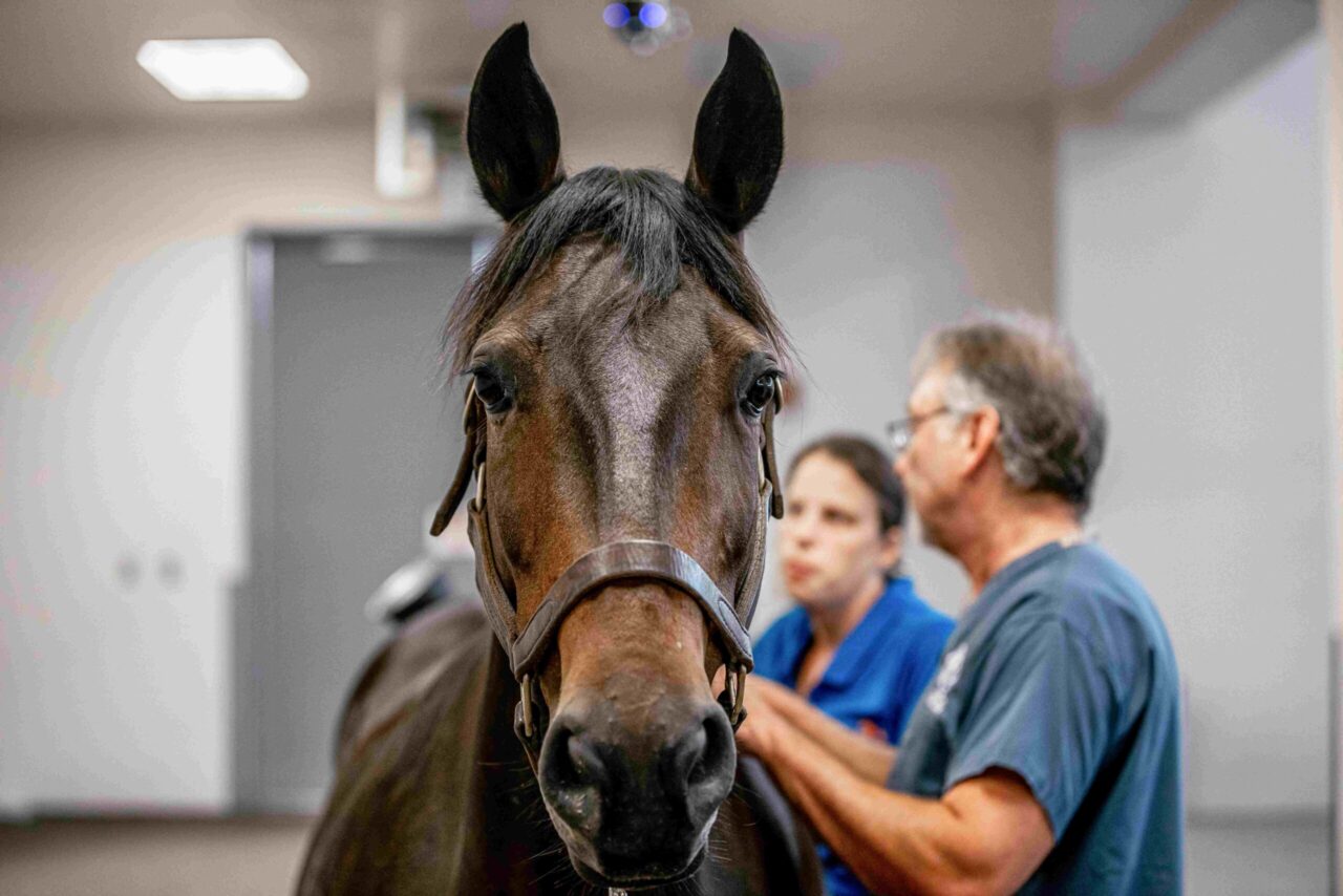 UTVCM Clinical Assistant Professor Tena Ursini and UTC Professor David Levine work together to aid a house at the Equine Performance and Rehabilitation Center in Knoxville. Photo by Raffe Lazarian.