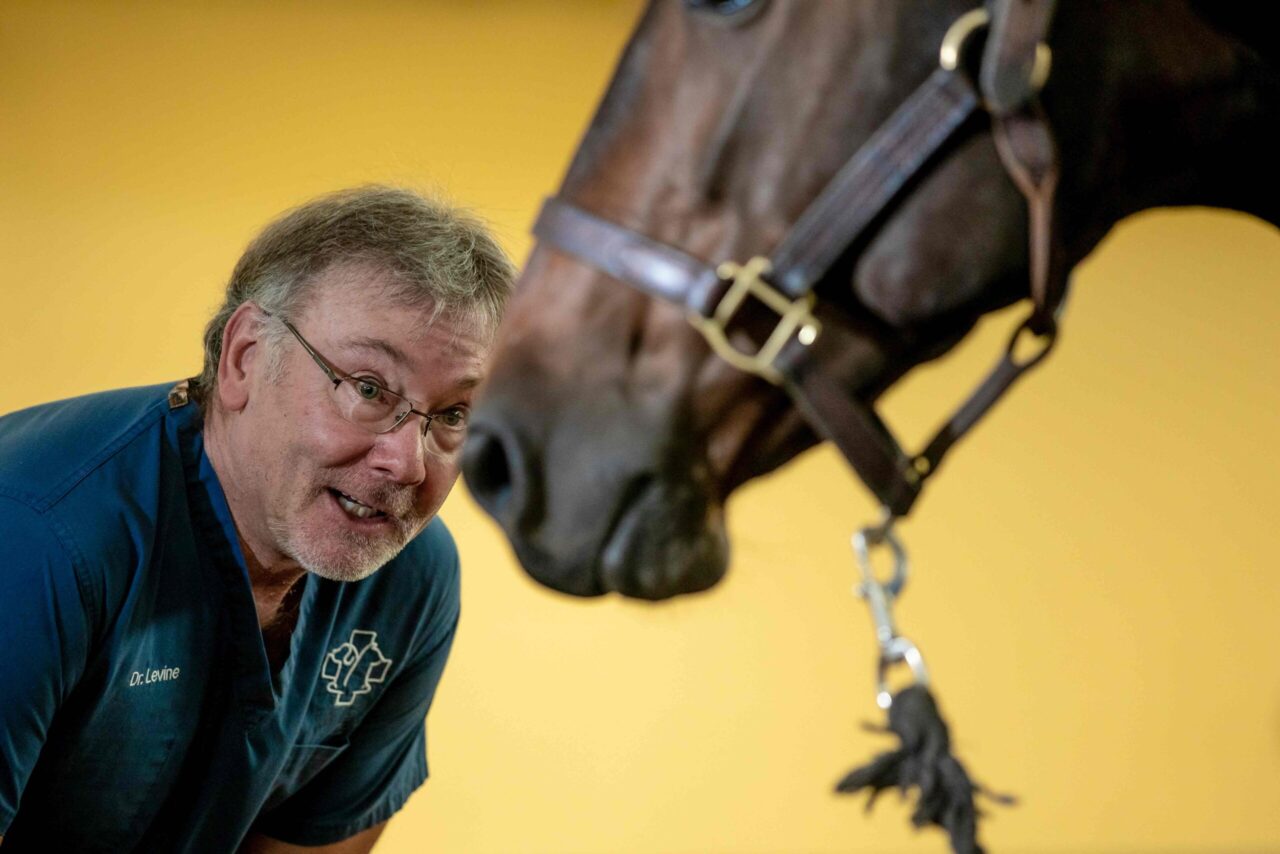 Dr. Levine estimates he’s worked with thousands of animals over the years—from pot-bellied pigs to pygmy goats and everyday house pets. In recent years, horses have become an area of focus. Photo by Raffe Lazarian.