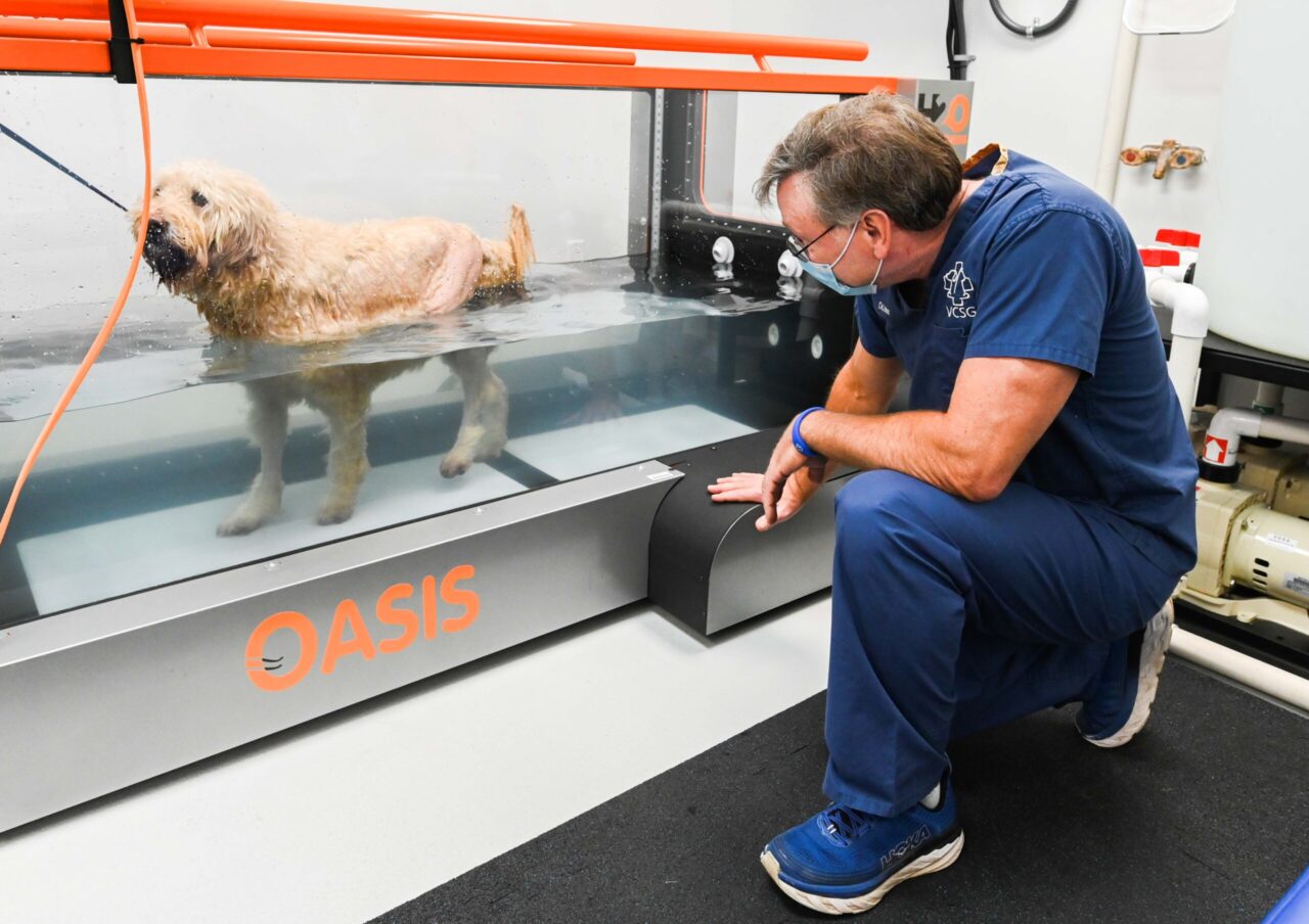 Aquatic therapy for animals has become more widespread in the past 30 years. Photo by Angela Foster.

