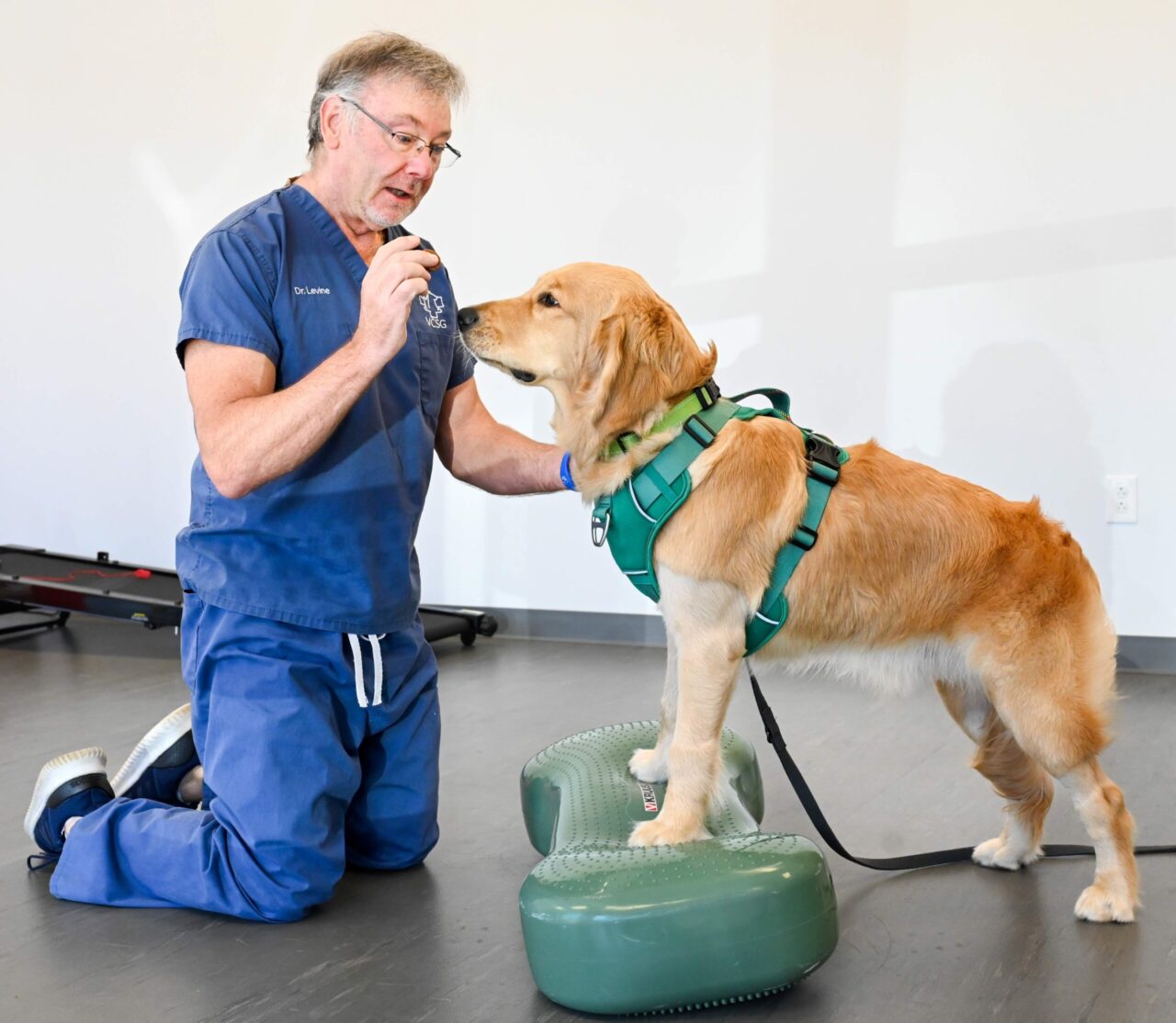 Dr. David Levine, UTC professor and Walter M. Cline Chair of Excellence in Physical Therapy, works to help rehabilitate animals. Photo by Angela Foster.