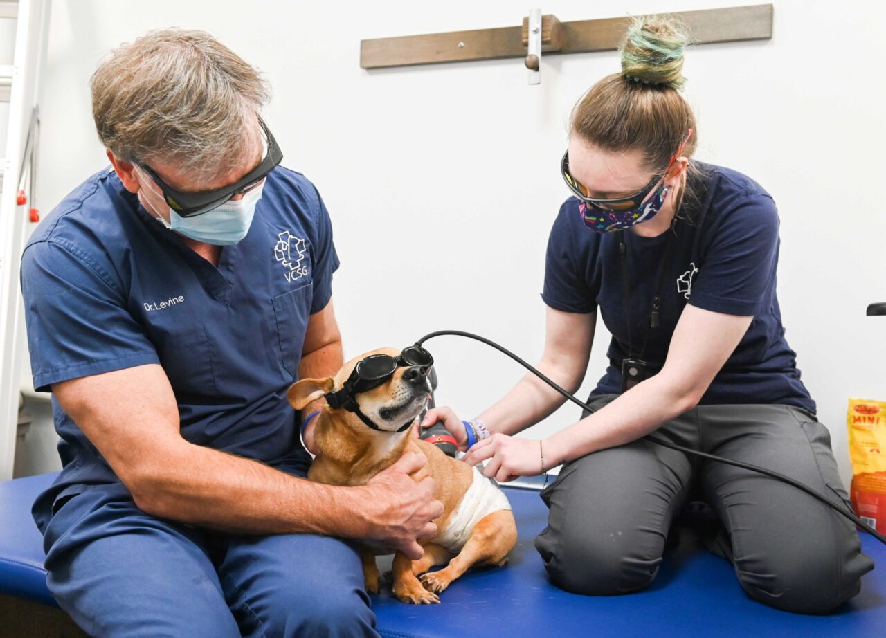 Toby, a mixed breed, suffered damage to his spinal cord from a herniated disc. After starting physical therapy with Dr. David Levine and being fitted for a dog wheelchair, he has regained mobility. Photo by Angela Foster.