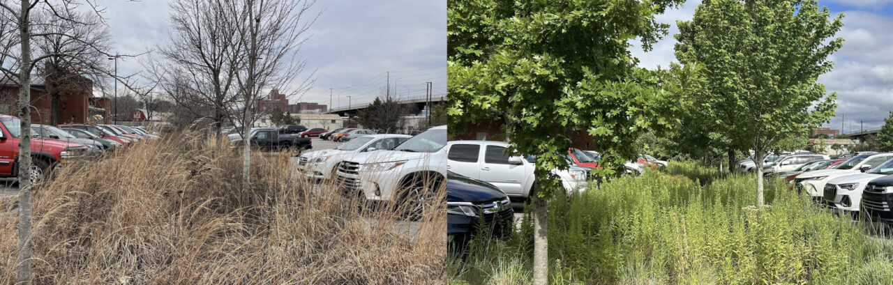 Photos of the Warner Park bioretention garden submitted to Chronolog in February 2024 (left) and July 2024.