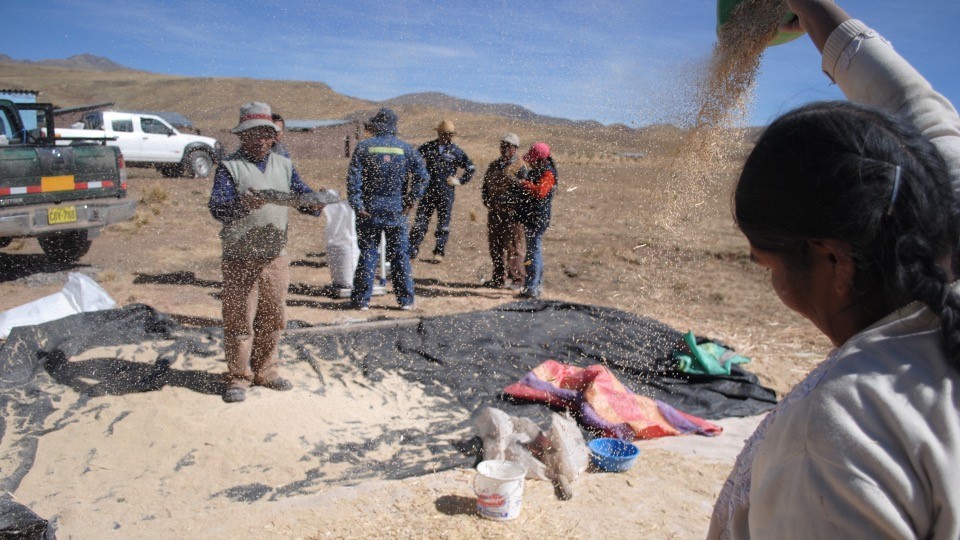 Farmers near Juliaca, Peru, winnow quinoa on a windy day. Photo courtesy of Dr. Emma McDonell.