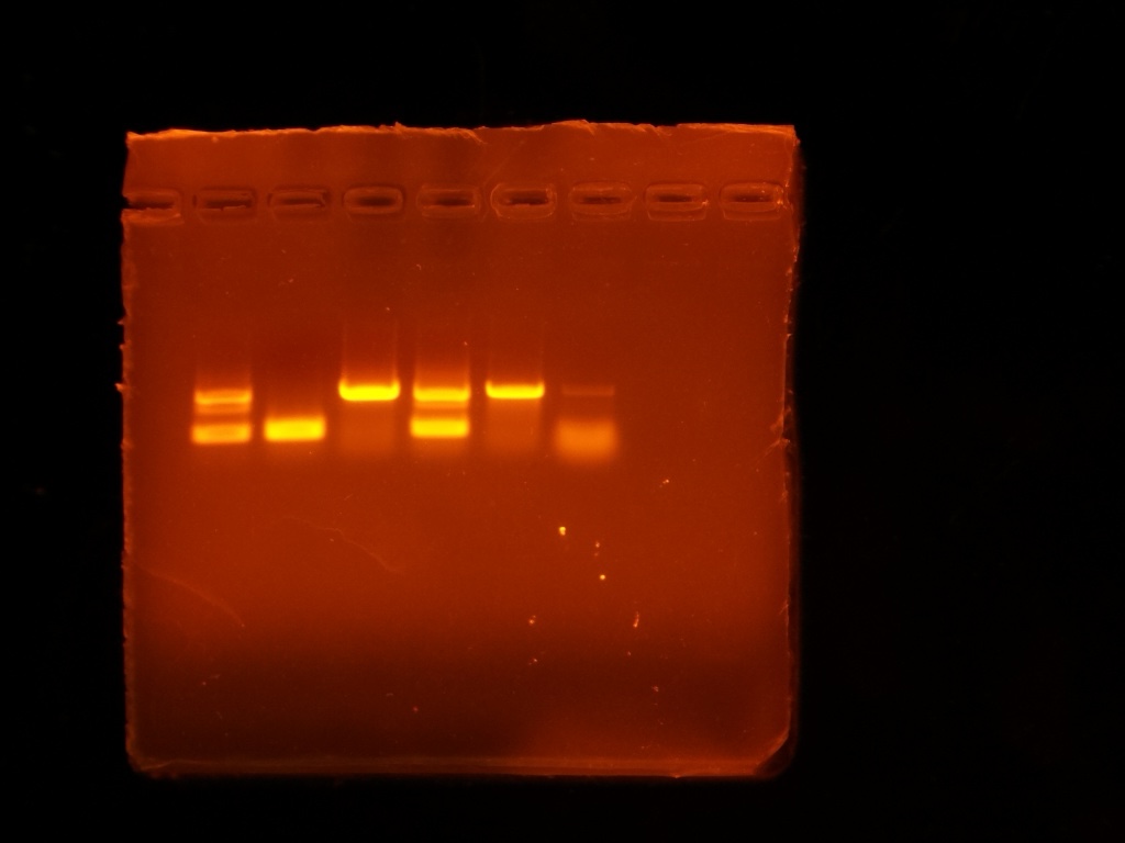 20250527_DNAextraction_EIL5_test2_Ben copy
