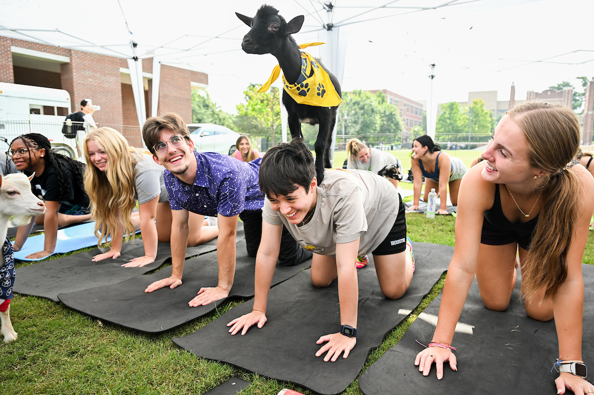 Students on yoga mats hold a stretching pose while a small goat stands on one participant’s back, making her laugh. Another goat walks nearby wearing a yellow bandana.