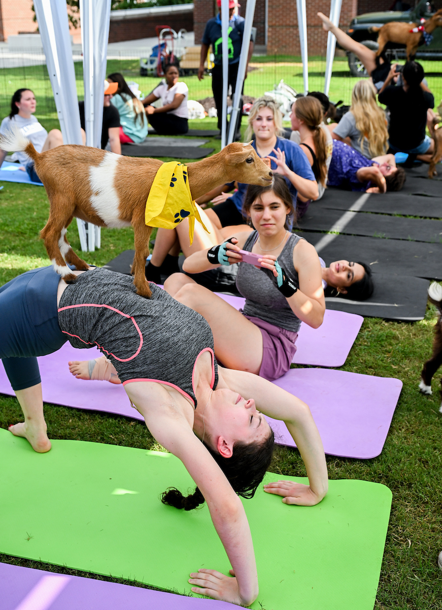 A student in a backbend pose on a yoga mat has a goat standing on her stomach. Other students nearby watch and take photos as goats wander around the class.