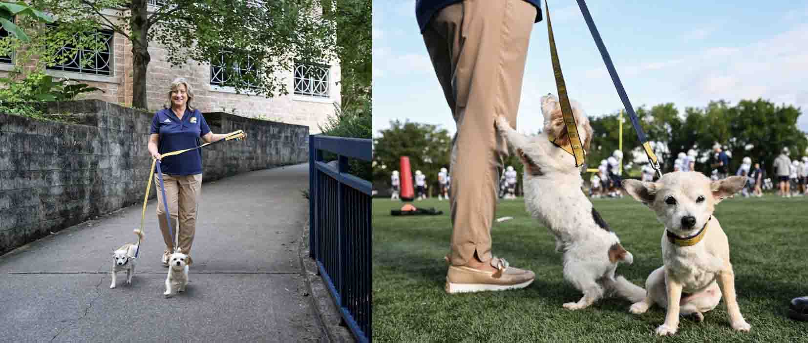 Chancellor Lori Bruce walks Lucy (chihuahua) and Brodi during a UTC Mocs football practice. Photos by Angela Foster.