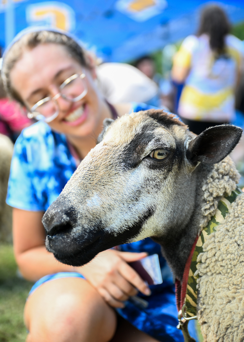Close-up of a sheep with mottled tan and black wool looking toward the camera while a smiling student wearing glasses and a blue tie-dye shirt kneels behind it under a blue tent.