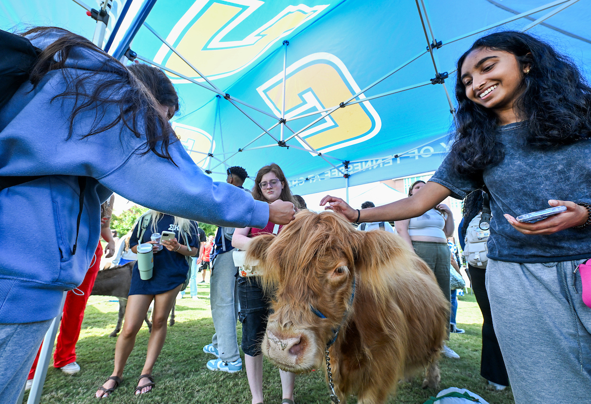 Students smile and reach out to pet a small shaggy Highland cow standing under a blue University of Tennessee at Chattanooga tent during an outdoor campus event.